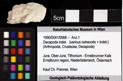 Foto (Objket + Etiketten) von Decapoda indet. 